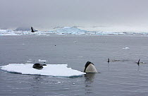 Southern Type B Killer whales (Orcinus orca) hunting Weddell seal (Leptonychotes weddelli) using teamwork, one spyhops to assess where seal is on ice floe, Antarctica.  Taken on location for BBC Froze...