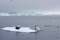 Southern Type B Killer whales (Orcinus orca) hunting Weddell seal (Leptonychotes weddelli) spyhopping to assess where seal is on ice floe, Antarctica.  Taken on location for BBC Frozen Planet series,...