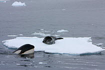 Southern Type B Killer whales (Orcinus orca) hunting Weddell seal (Leptonychotes weddelli) one spyhopping to assess where seal is on ice floe, Antarctica.  Taken on location for BBC Frozen Planet seri...
