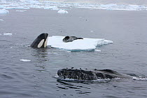 Southern Type B Killer whale (Orcinus orca) hunting Weddell seal (Leptonychotes weddelli) spyhopping to assess where seal is on ice, whilst Humpback whale (Megaptera novaeangliae) surfaces nearby, Ant...
