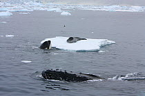 Southern Type B Killer whale (Orcinus orca) hunting Weddell seal (Leptonychotes weddelli) spyhopping to assess where seal is on ice, whilst Humpback whale (Megaptera novaeangliae) surfaces nearby, Ant...