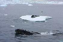 Southern Type B Killer whale (Orcinus orca) hunting Weddell seal (Leptonychotes weddelli) seal remains on ice floe whilst Humpback whale (Megaptera novaeangliae) surfaces nearby, Antarctica.  Taken on...