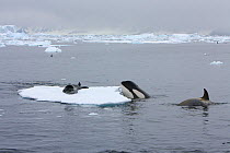 Southern Type B Killer whales (Orcinus orca) hunting Weddell seal (Leptonychotes weddelli) one spyhopping to assess where seal is on floe, Antarctica.  Taken on location for BBC Frozen Planet series,...