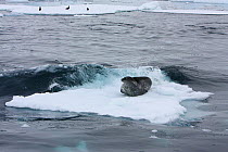 Southern Type B Killer whales (Orcinus orca) hunting Weddell seal (Leptonychotes weddelli) using coordinated wave washing technique, Antarctica.  Taken on location for BBC Frozen Planet series, Januar...