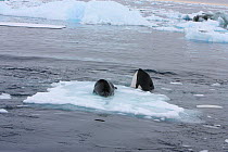 Southern Type B Killer whale (Orcinus orca) hunting Weddell seal (Leptonychotes weddelli) spyhopping to assess where seal is on ice floe, Antarctica.  Taken on location for BBC Frozen Planet series, J...