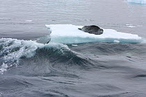 Southern Type B Killer whales (Orcinus orca) hunting Weddell seal (Leptonychotes weddelli) using coordinated wave washing technique, Antarctica.  Taken on location for BBC Frozen Planet series, Januar...