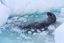 Weddell seal (Leptonychotes weddellii) hides amongst ice floe from attacking Killer whales (Orcinus orca) Antarctica.  Taken on location for BBC Frozen Planet series, January 2009