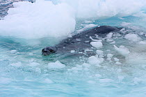 Weddell seal (Leptonychotes weddellii) hides amongst ice floe from attacking Killer whales (Orcinus orca) Antarctica.  Taken on location for BBC Frozen Planet series, January 2009