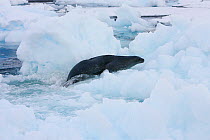 Weddell seal (Leptonychotes weddellii) desperately hauls itself up on ice floe to avoid attacking Killer whales (Orcinus orca) Antarctica.  Taken on location for BBC Frozen Planet series, January 2009