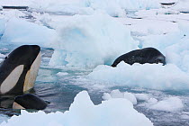 Southern Type B Killer whales (Orcinus orca) hunting Weddell seal (Leptonychotes weddelli) spyhopping to assess where seal is on ice floe and to intimidate, Antarctica.  Taken on location for BBC Froz...
