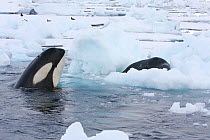 Southern Type B Killer whales (Orcinus orca) hunting Weddell seal (Leptonychotes weddelli) spyhopping to assess where seal is on ice floe and to intimidate, Antarctica.  Taken on location for BBC Froz...