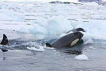 Southern Type B Killer whales (Orcinus orca) hunting Weddell seal (Leptonychotes weddelli) using wave washing technique to get seal off ice floe, Antarctica.  Taken on location for BBC Frozen Planet s...