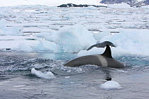 Southern Type B Killer whales (Orcinus orca) hunting Weddell seal (Leptonychotes weddelli) using wave washing technique to get seal off ice floe, Antarctica.  Taken on location for BBC Frozen Planet s...