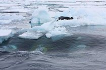 Southern Type B Killer whales (Orcinus orca) hunting Weddell seal (Leptonychotes weddelli) using coordinated wave washing technique, Antarctica.  Taken on location for BBC Frozen Planet series, Winter...