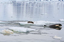 * Southern Type B Killer whales (Orcinus orca) hunting Weddell seal (Leptonychotes weddelli) using coordinated wave washing technique, Antarctica.  Taken on location for BBC Frozen Planet series, Janu...