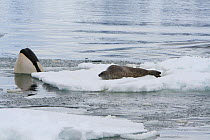 * Southern Type B Killer whales (Orcinus orca) hunting Weddell seal (Leptonychotes weddelli) using coordinated wave washing technique, Antarctica.  Taken on location for BBC Frozen Planet series, Janu...