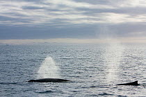 Humpback whales (Megaptera novaeangliae) blowing, Antarctica.  Taken on location for BBC Frozen Planet series, January