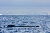 Humpback whale (Megaptera novaeangliae) at surface, Antarctica.  Taken on location for BBC Frozen Planet series, January