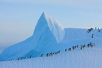Adelie penguins (Pygoscelis adeliae) on ice floe, Antarctica.  Taken on location for BBC Frozen Planet series, January 2009