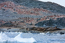 Adelie penguins (Pygoscelis adeliae) breeding colony with Southern Elephant seals (Mirounga leonina) on beach, Antarctica.  Taken on location for BBC Frozen Planet series, January 2009