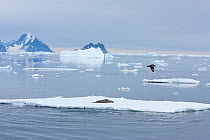 Weddell seal (Leptonychotes weddellii) on ice floe under attack from Southern Type B Killer whales (Orcinus orca) Antarctica.  Taken on location for BBC series, Frozen Planet series, January 2009, Bro...