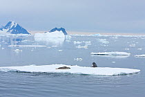 Weddell seal on ice floe (Leptonychotes weddellii) under attack from Southern Type B Killer whales (Orcinus orca) Antarctica.  Taken on location for BBC series, Frozen Planet series, January 2009