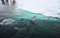 Southern Type B Killer whales (Orcinus orca) hunting Weddell seal (Leptonychotes weddelli) dragging seal under water to drown it, Antarctica.  Taken on location for BBC Frozen Planet series, January 2...