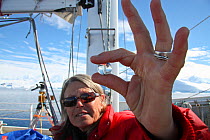 Scientist holding up lens from eye of Weddell seal (Leptonychotes weddellii) Antarctica. Taken on location for BBC Frozen Planet series, January 2009, No Model Release