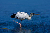 Wood Stork / American Wood Ibis (Mycteria americana) foraging in shallow water. Ding Darling Reserve, Florida, January.