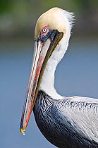 Portrait of a Brown Pelican (Pelecanus occidentalis). Everglades Reserve, Florida, January.