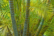 Areca Palm (Palmae) leaves and trunks. Maui, Hawaii, February.