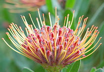 Catherine's Pinwheel (Acanthus sp.) flowering. Maui, Hawaii, February.