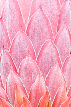 King Protea (Protea cynaroides) bud close-up detail. Maui, Hawaii, February.