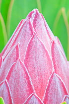 King Protea (Protea cynaroides) bud close-up detail. Maui, Hawaii, February.