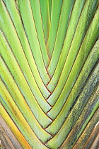 Travelers Palm (Ravenala madagascariensis) leaf detail. Maui, Hawaii, February.
