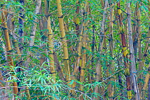 Bamboo (Poaceae) forest undergrowth. Oahu, Hawaii, February.