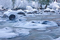 River flowing through snowy rapids in 'Icicle Creek'. Wenatchee reserve, Washington, USA, January.