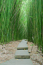 Pipiwai Trail through Bamboo (Poaceae) forest. Maui, Hawaii, February.