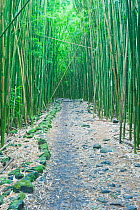 Pipiwai Trail through Bamboo (Poaceae) forest. Maui, Hawaii, February.