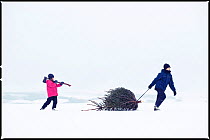Boy and girl dragging a Christmas tree home from the forest, Angus, Scotland, UK, January 2010, model released