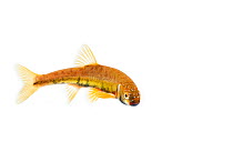 Male Minnow (Phoxinus phoxinus) in breeding colours on white background, Scotland, UK, May, meetyourneighbours.net project