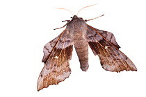 Poplar hawk moth (Laothe populi) on white background, Scotland, UK, June meetyourneighbours.net project