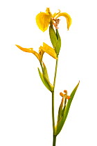 Yellow iris (Iris pseudacorus) flower on white background, Scotland, UK, June meetyourneighbours.net project