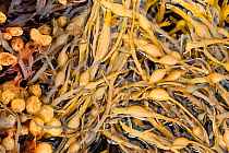 Knotted wrack (Ascophyllum nodosum) exposed at low tide, Argyll, Scotland, UK, August