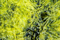 Green algae / Seaweed (Enteromorpha sp) on the foreshore, Mull, Inner Hebrides, Scotland, UK, August
