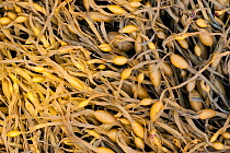 Knotted wrack (Ascophyllum nodosum) exposed at low tide, Argyll, Scotland, UK, August