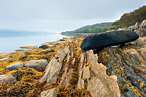 Seaweeds exposed on foreshore at low tide, Taynish NNR, Argyll, Scotland, UK, October 2010