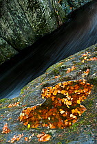 Beech leaves in riverside pool, Gannochy Gorge, Edzell, Angus, Scotland, UK, October