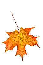 Norway maple leaf (Acer platanoides) on white background, France, November meetyourneighbours.net project