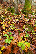 Pedunculate / English oak regeneration (Quercus robur), seedlings growing amongst leaf litter in Morvan Regional Park, Burgundy, France, November 2011